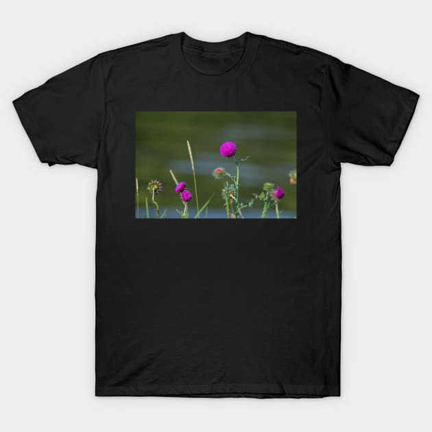 Thistle T-Shirt by Drgnfly4free